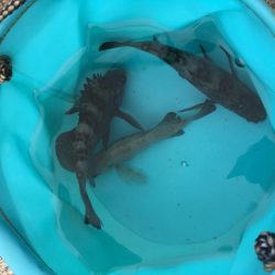 早朝メバリング